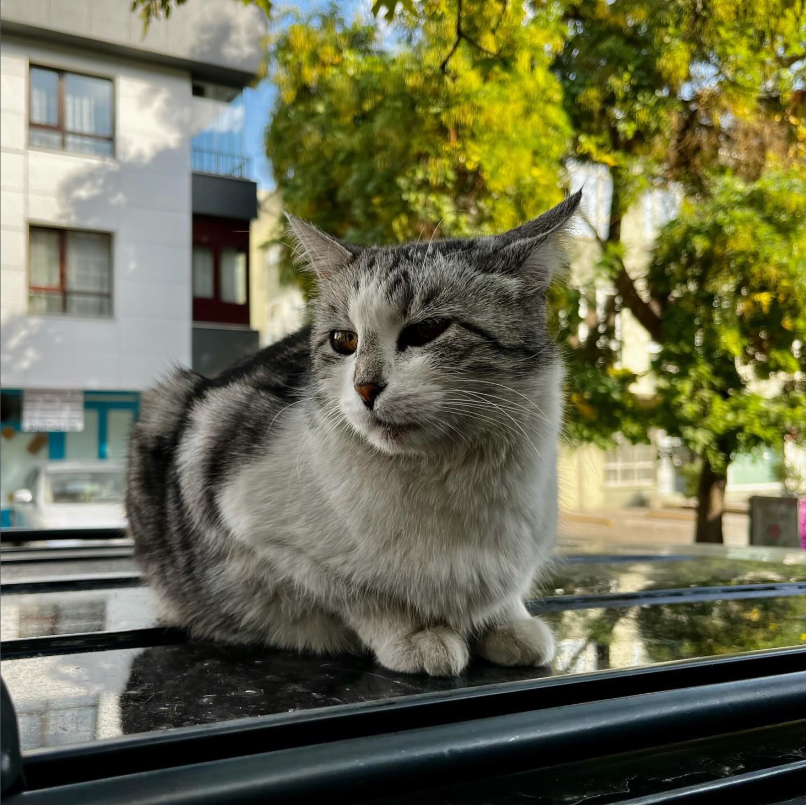 Photograph — Anatolicats