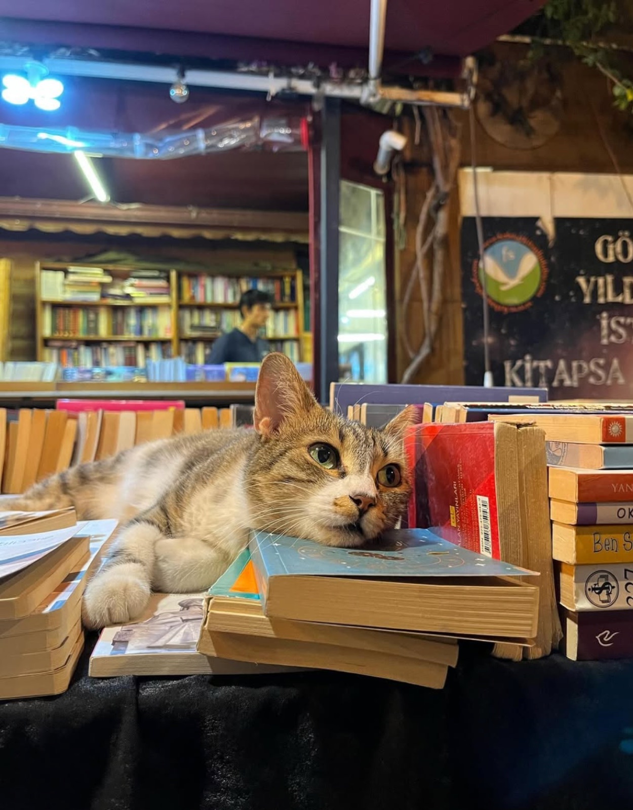 Photograph — Anatolicats